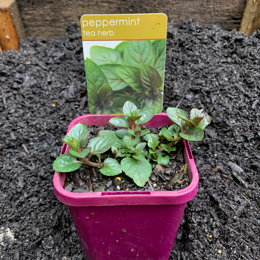 Mint 'Peppermint'