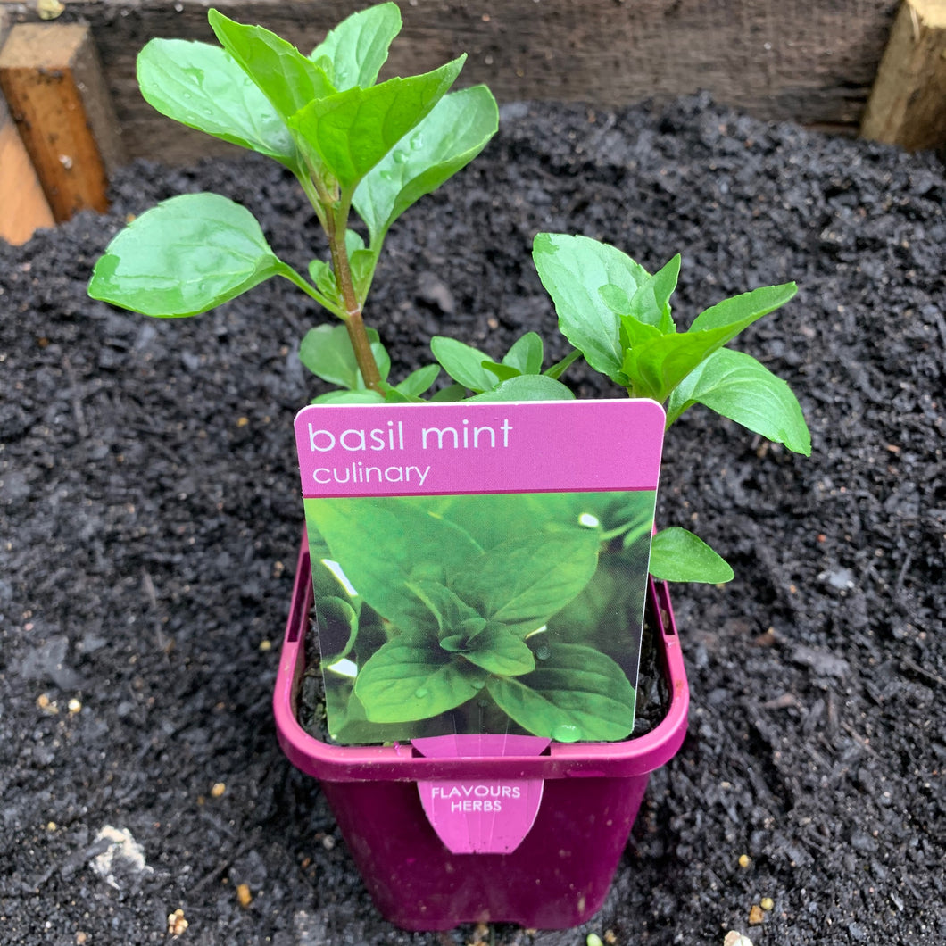 Mint 'Basil Mint'