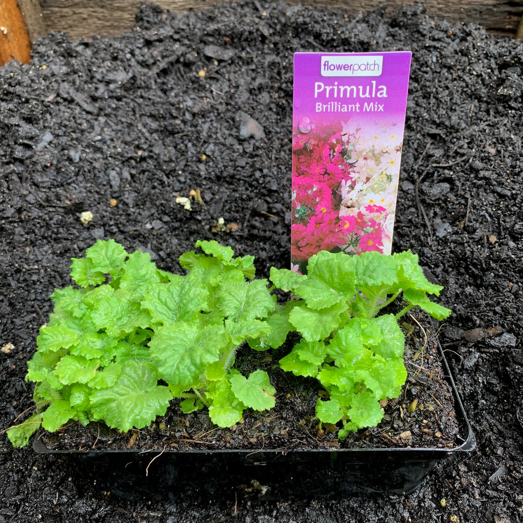 Primula 'Brilliant Mix'