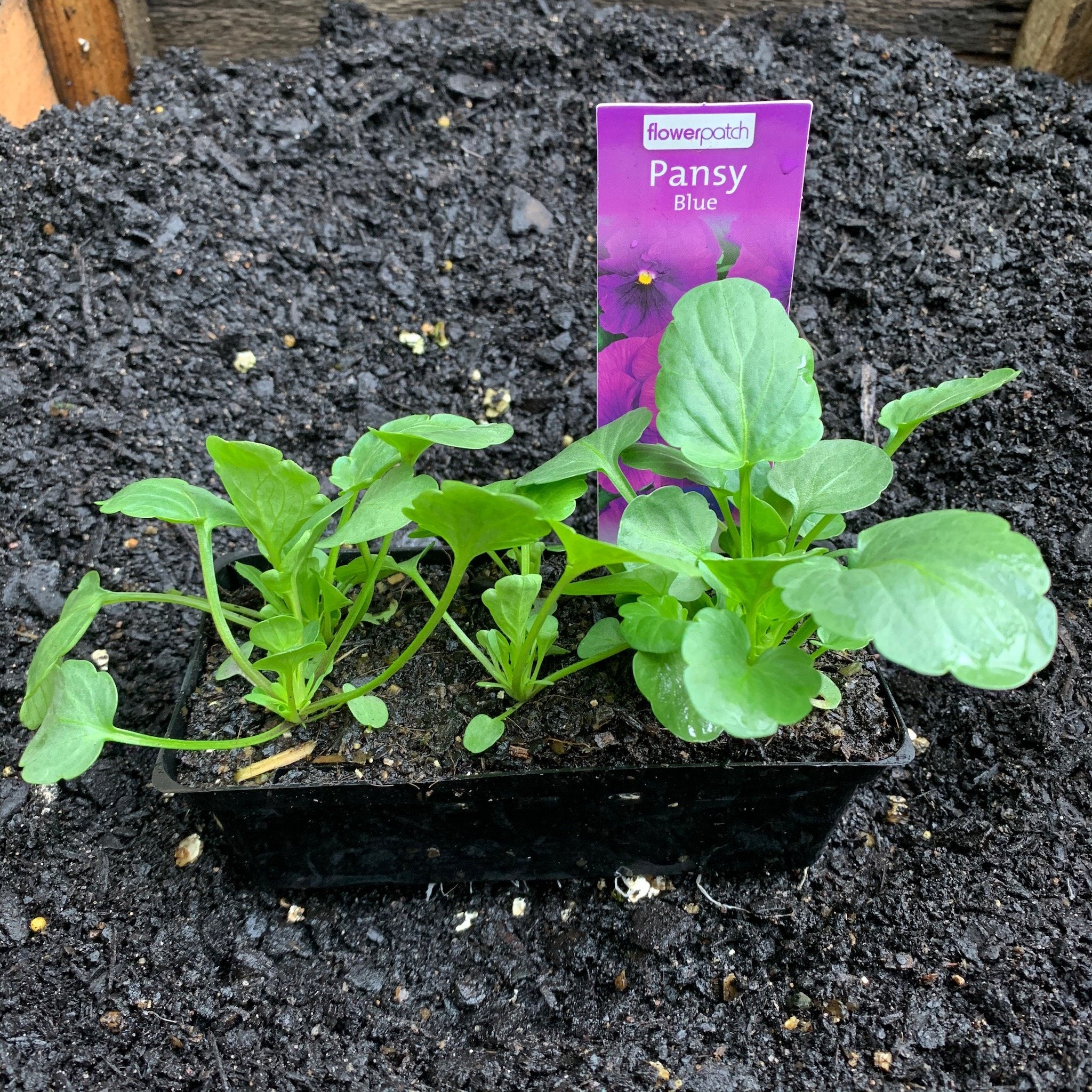 Pansy 'Blue' – Northcote Nursery