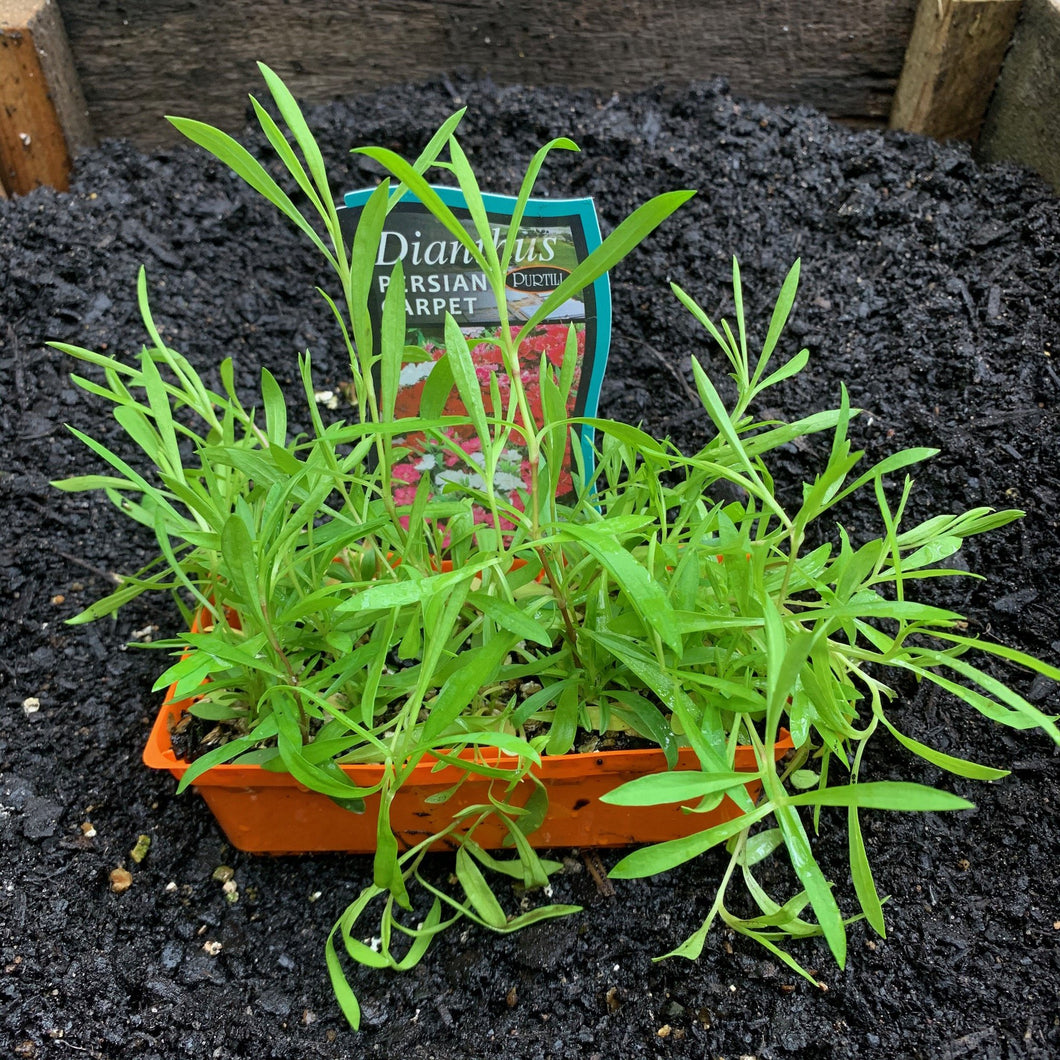 Dianthus 'Persian Carpet'