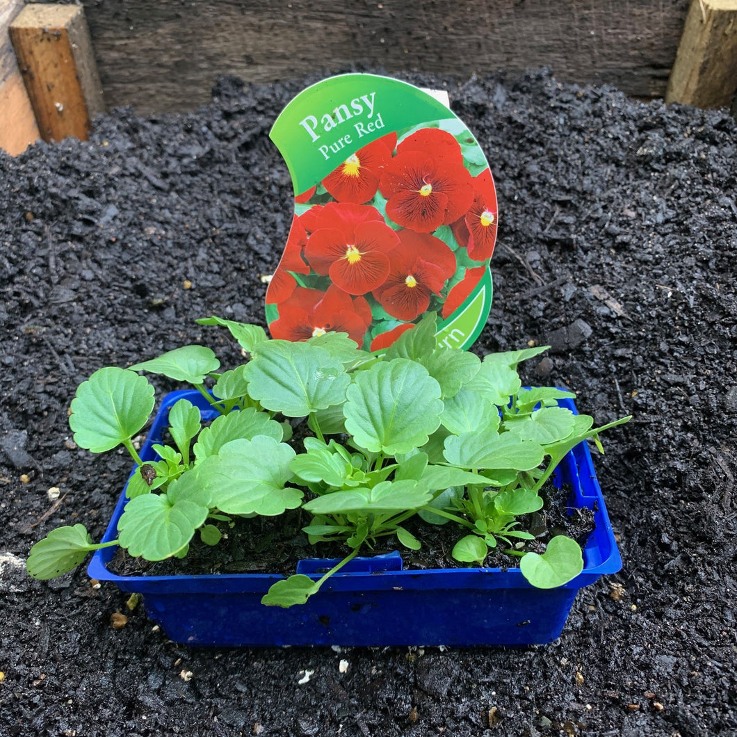 Pansy 'Pure Red'