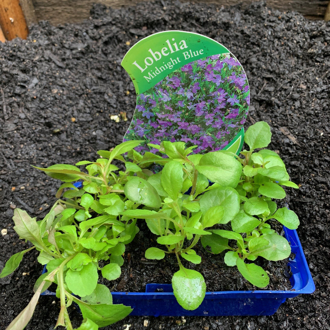 Lobelia 'Midnight Blue'
