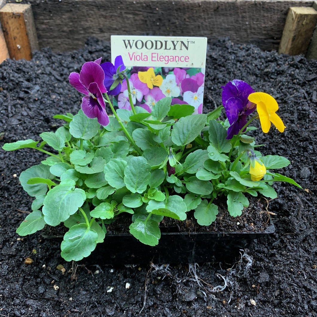 Viola 'Elegance'