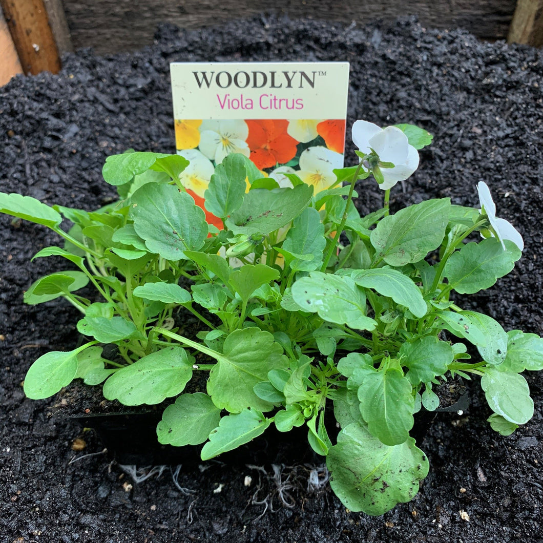 Viola 'Citrus'