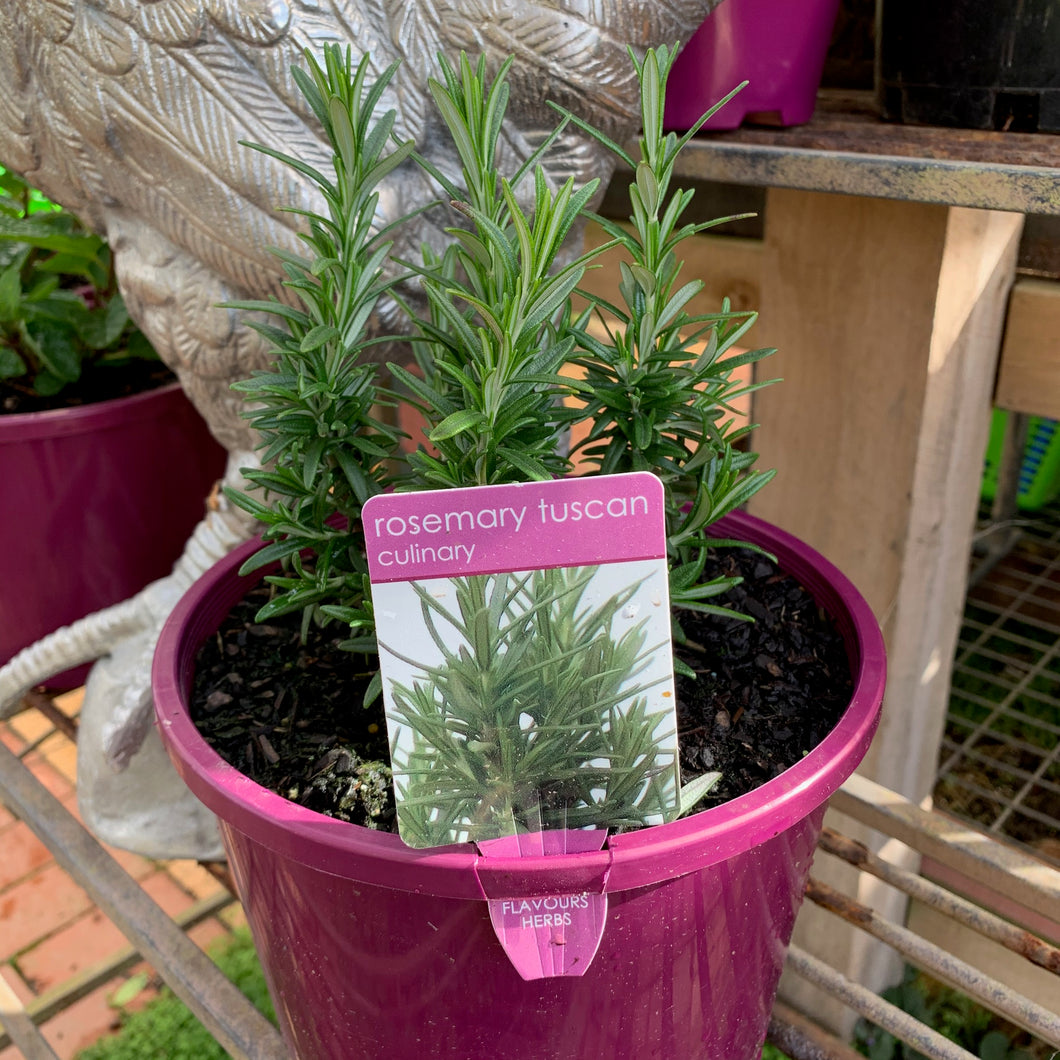 Rosemary 'Tuscan'