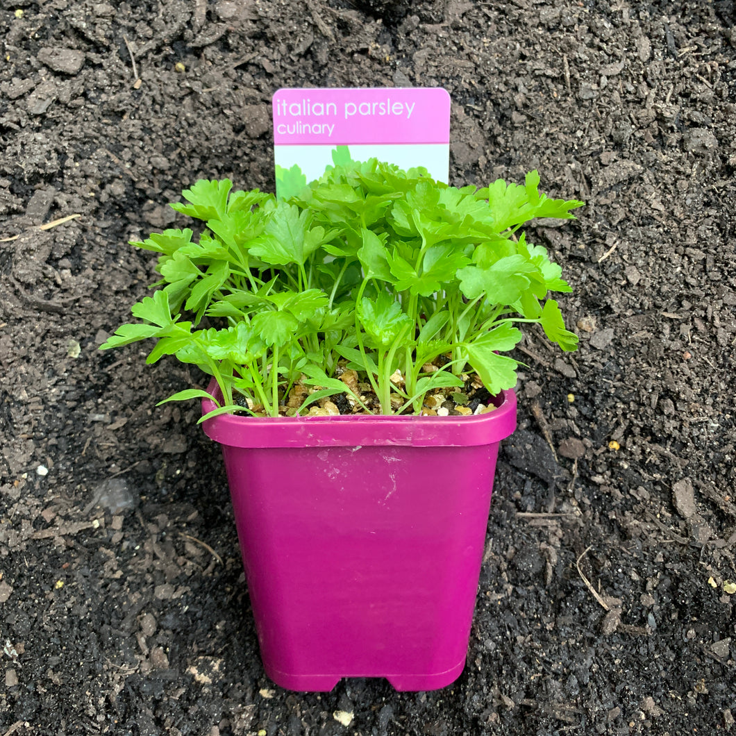 Parsley 'Italian Flat Leaf'