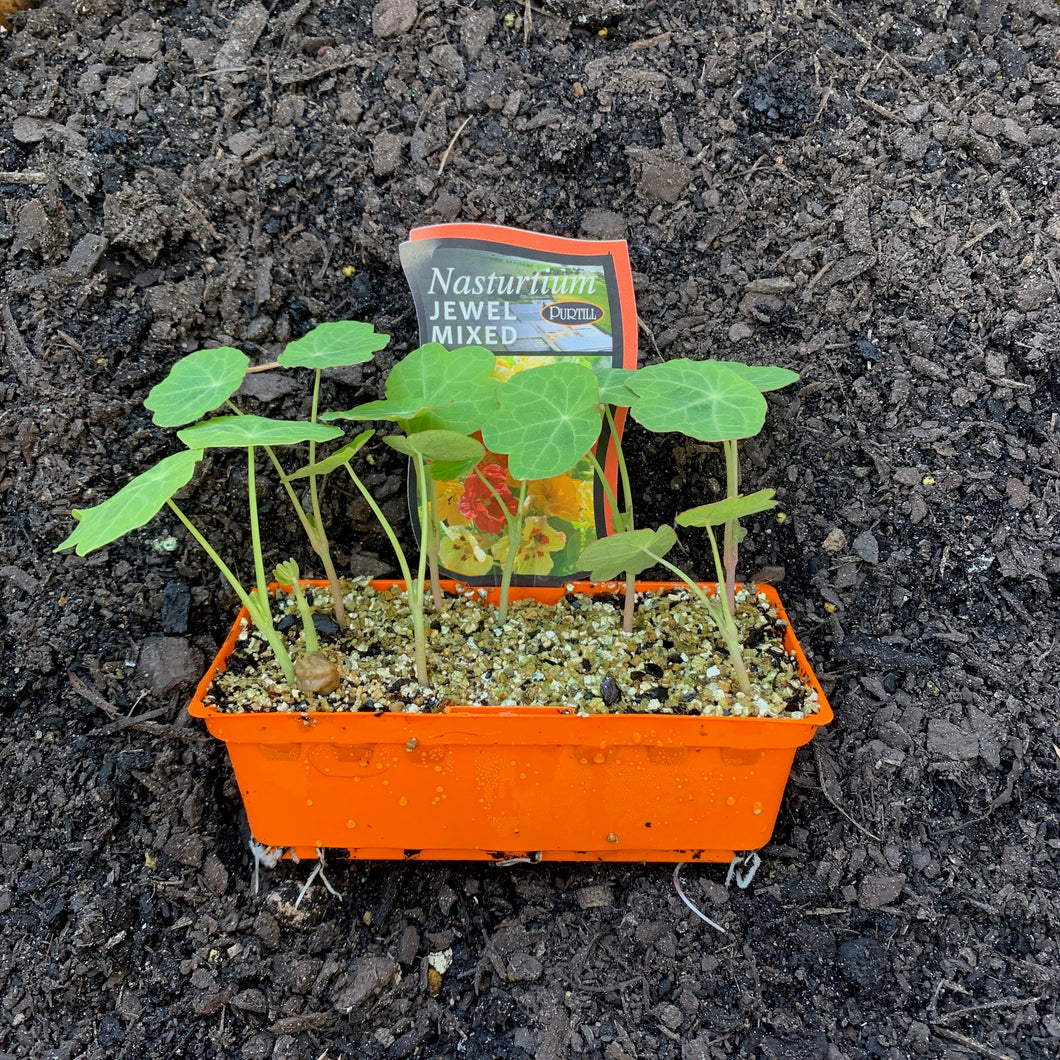 Nasturtium 'Jewel Mixed'