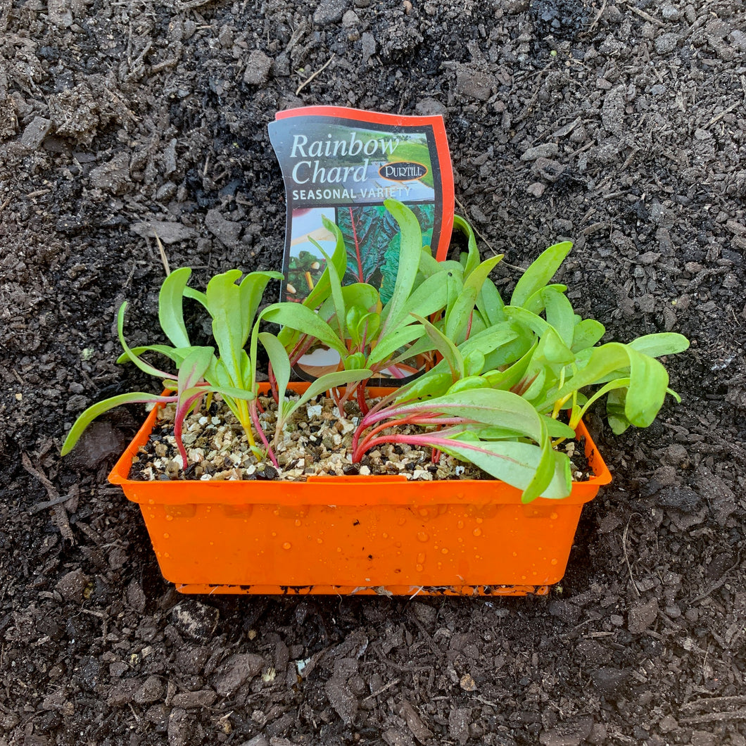 Silverbeet ‘Rainbow Chard’