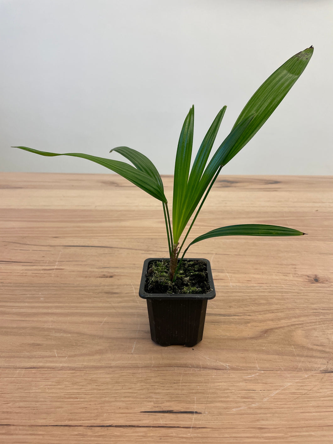 Howea forsteriana 'Kentia Palm'