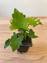Load image into Gallery viewer, Philodendron selloum &#39;Hope&#39;
