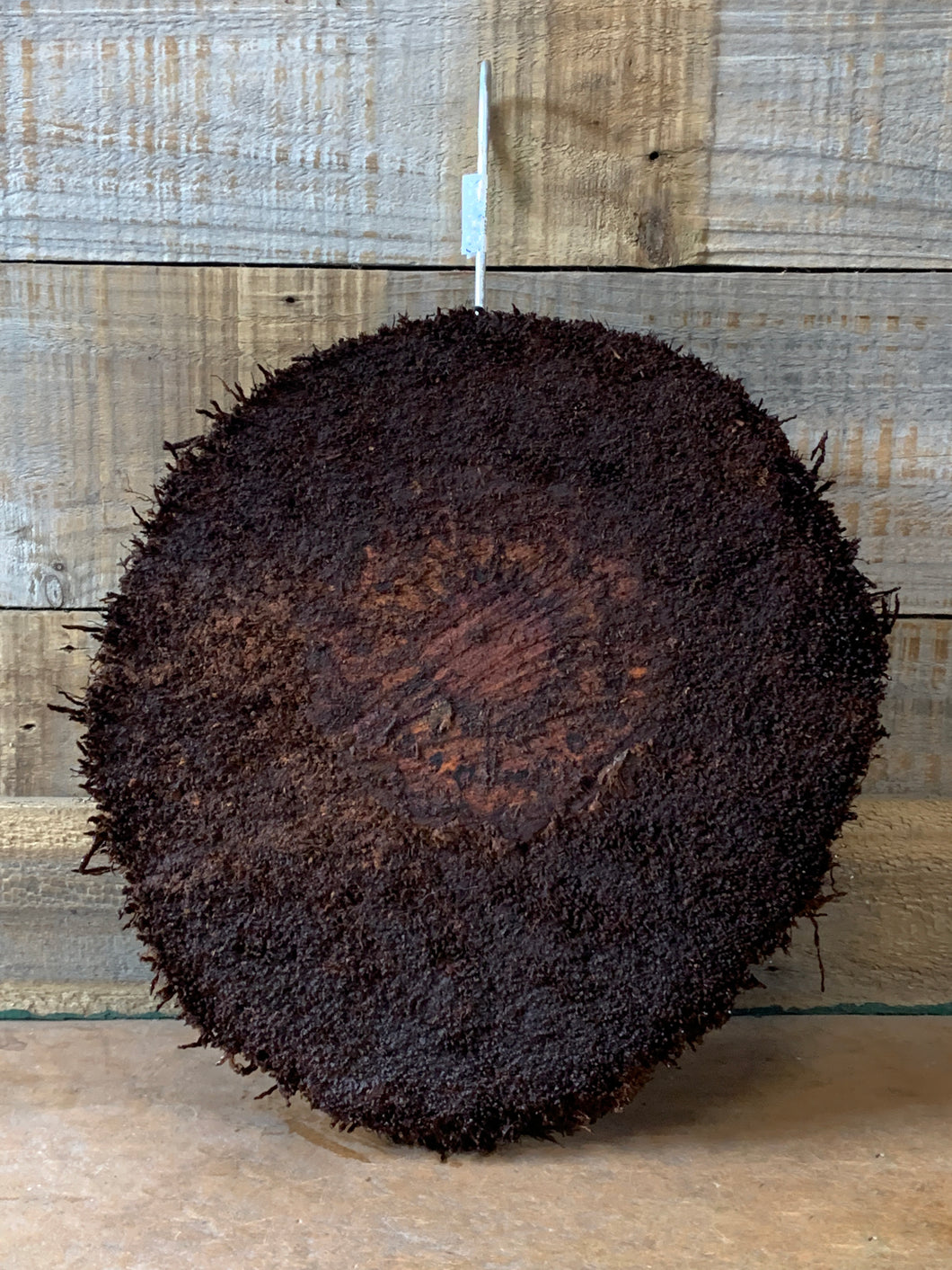 Tree Fern Mount Round with Hook