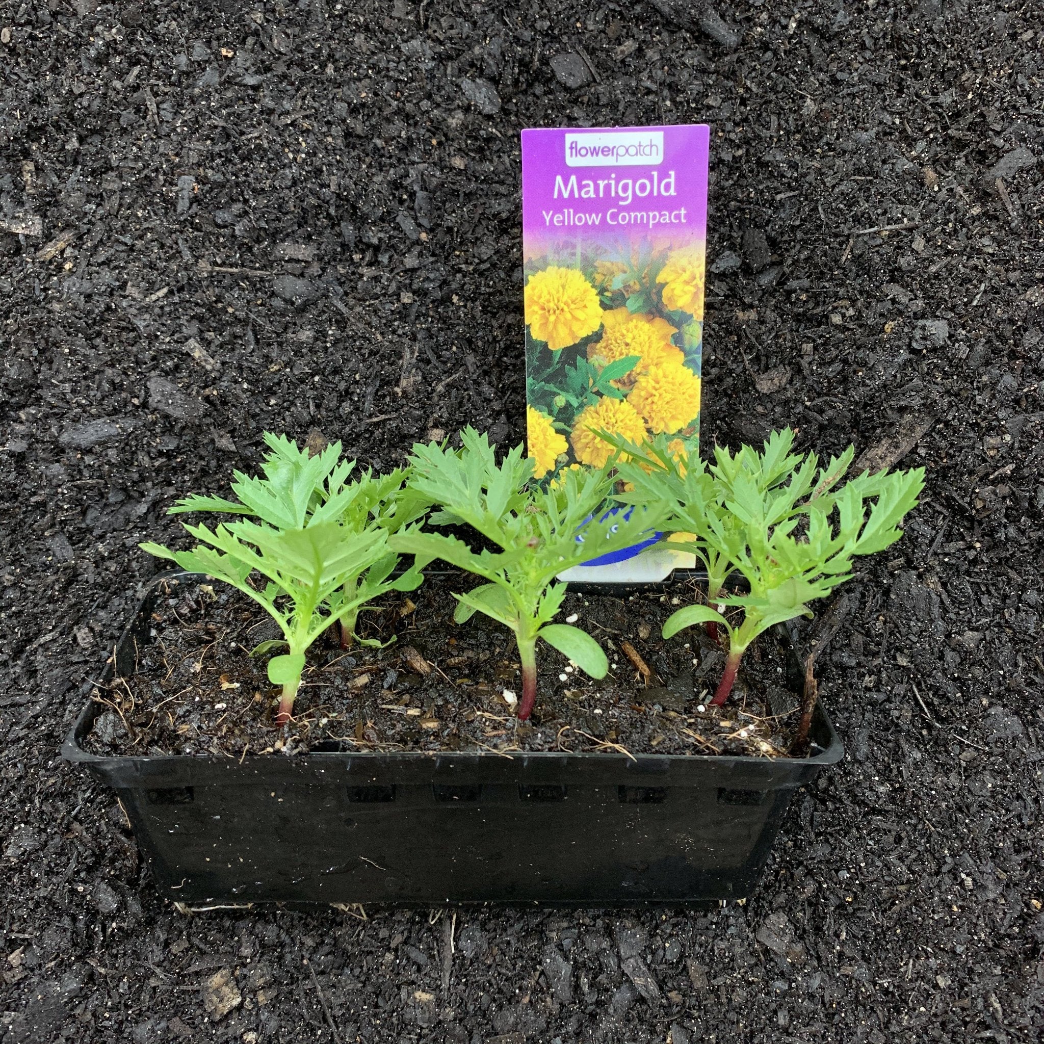 Marigold 'Yellow Compact' – Northcote Nursery
