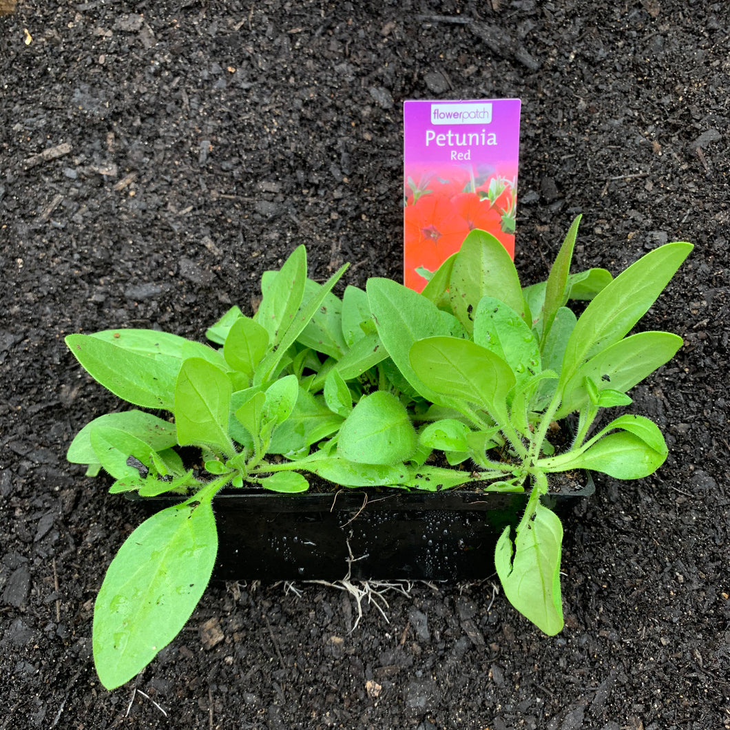 Petunia 'Red'