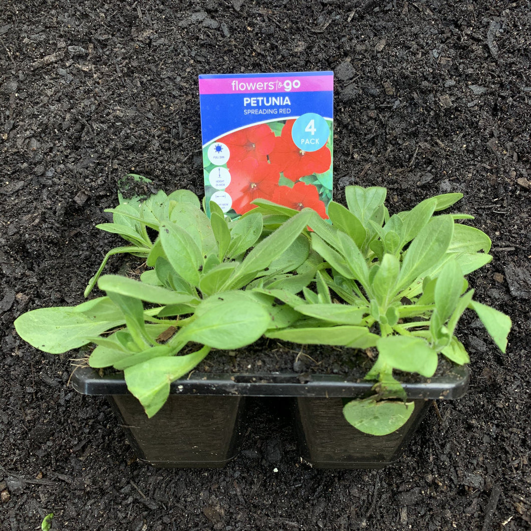 Petunia 'Spreading Red'