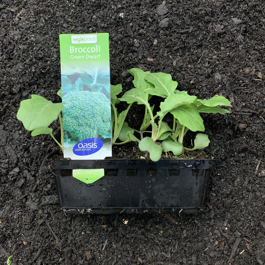 Broccoli 'Green Dwarf'