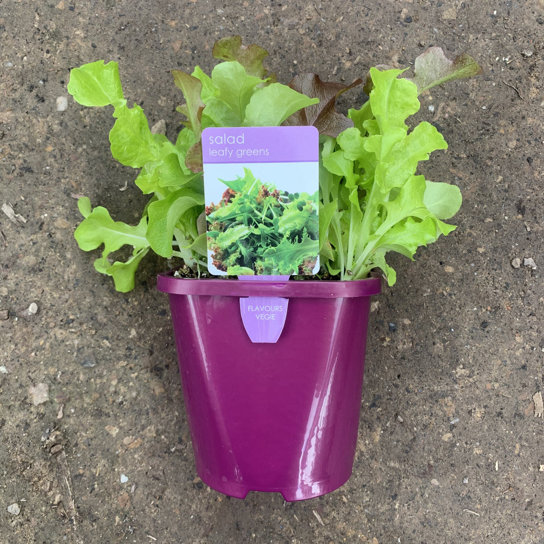 Salad 'Leafy Greens'