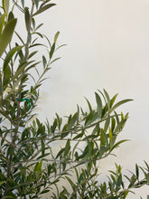 Load image into Gallery viewer, Olea spp &#39;Garden Harvest&#39; Dwarf Olive
