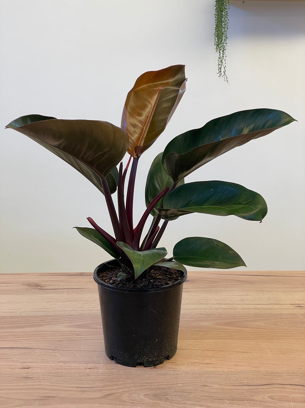 Philodendron 'Rojo Congo'