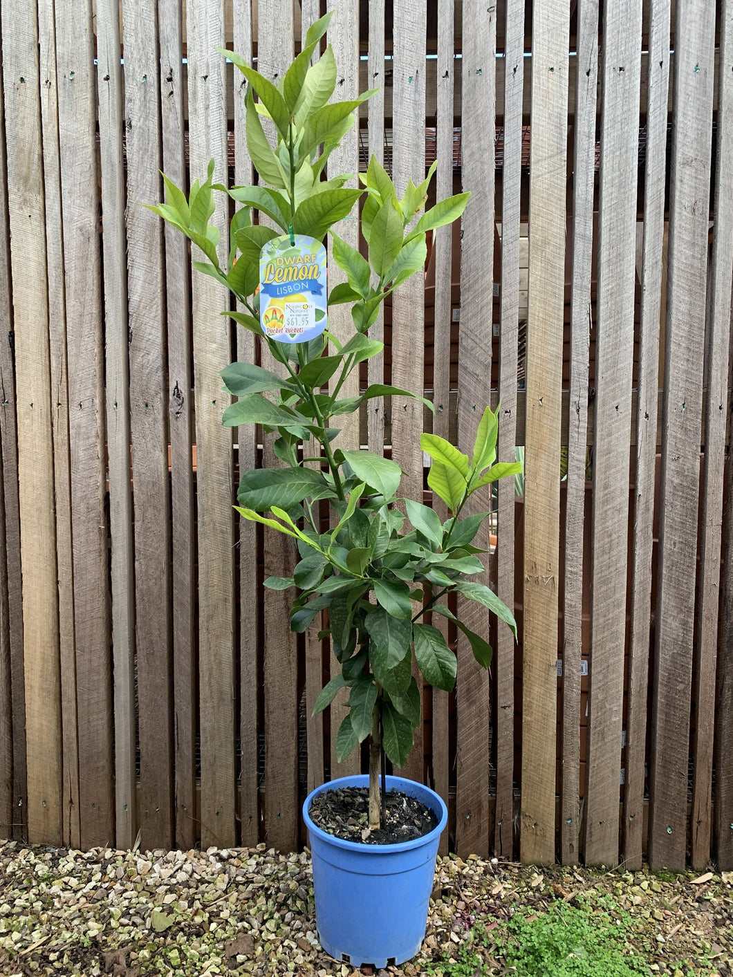 Dwarf Lemon 'Lisbon'