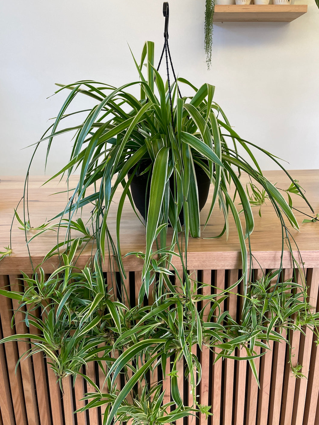 Chlorophytum comosum 'Spider Plant'