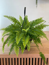 Load image into Gallery viewer, Nephrolepsis exaltata &#39;Boston Fern&#39;
