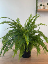 Load image into Gallery viewer, Nephrolepsis exaltata &#39;Boston Fern&#39;
