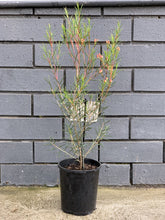 Load image into Gallery viewer, Chamelaucium 'Petticoat Pink'
