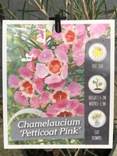 Load image into Gallery viewer, Chamelaucium 'Petticoat Pink'
