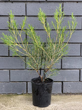 Load image into Gallery viewer, Chamelaucium &#39;Lemon Drops&#39;
