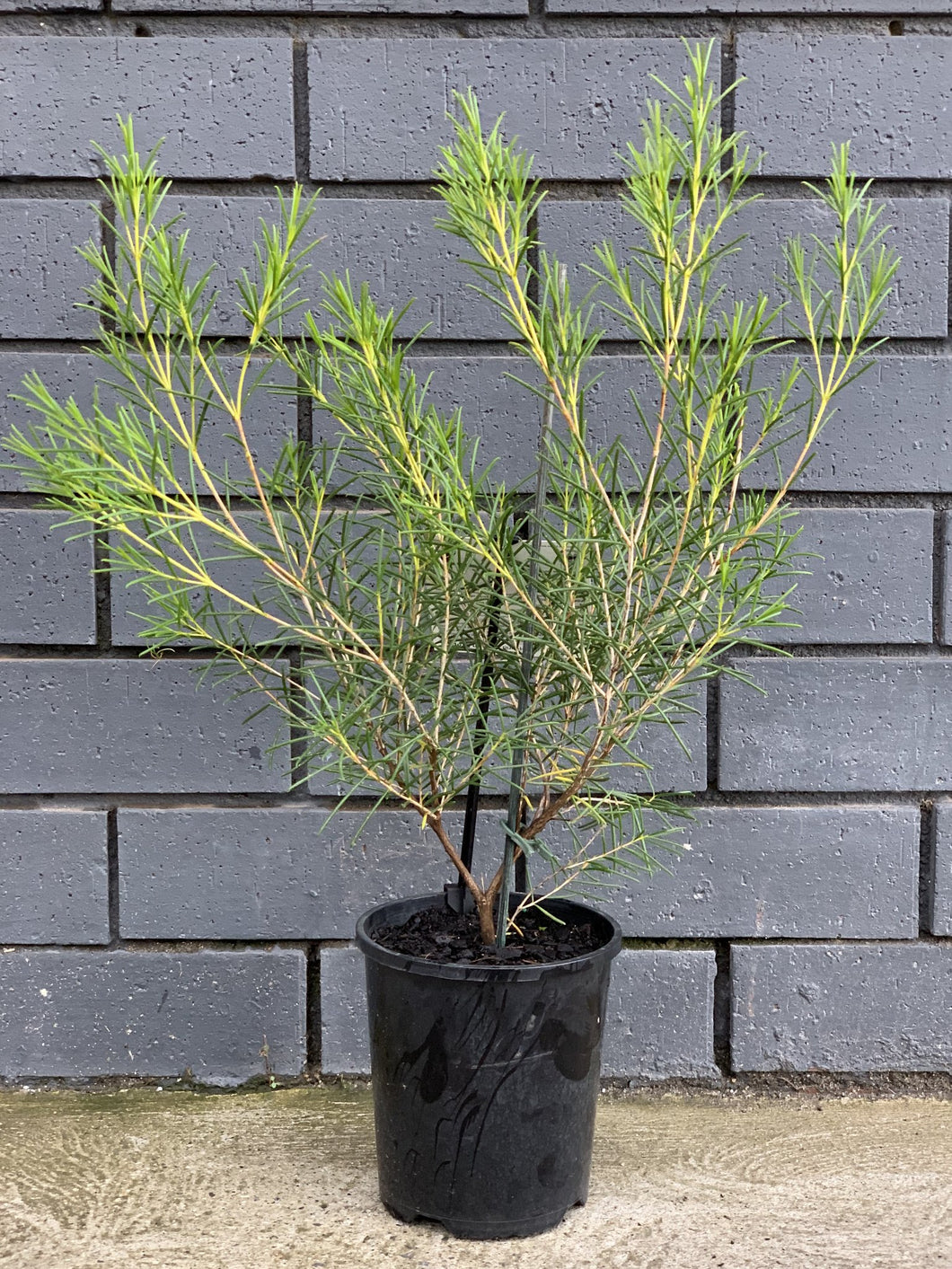 Chamelaucium 'Lemon Drops'