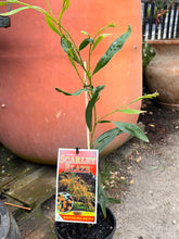 Load image into Gallery viewer, Acacia leprosa &#39;Scarlet Blaze&#39;
