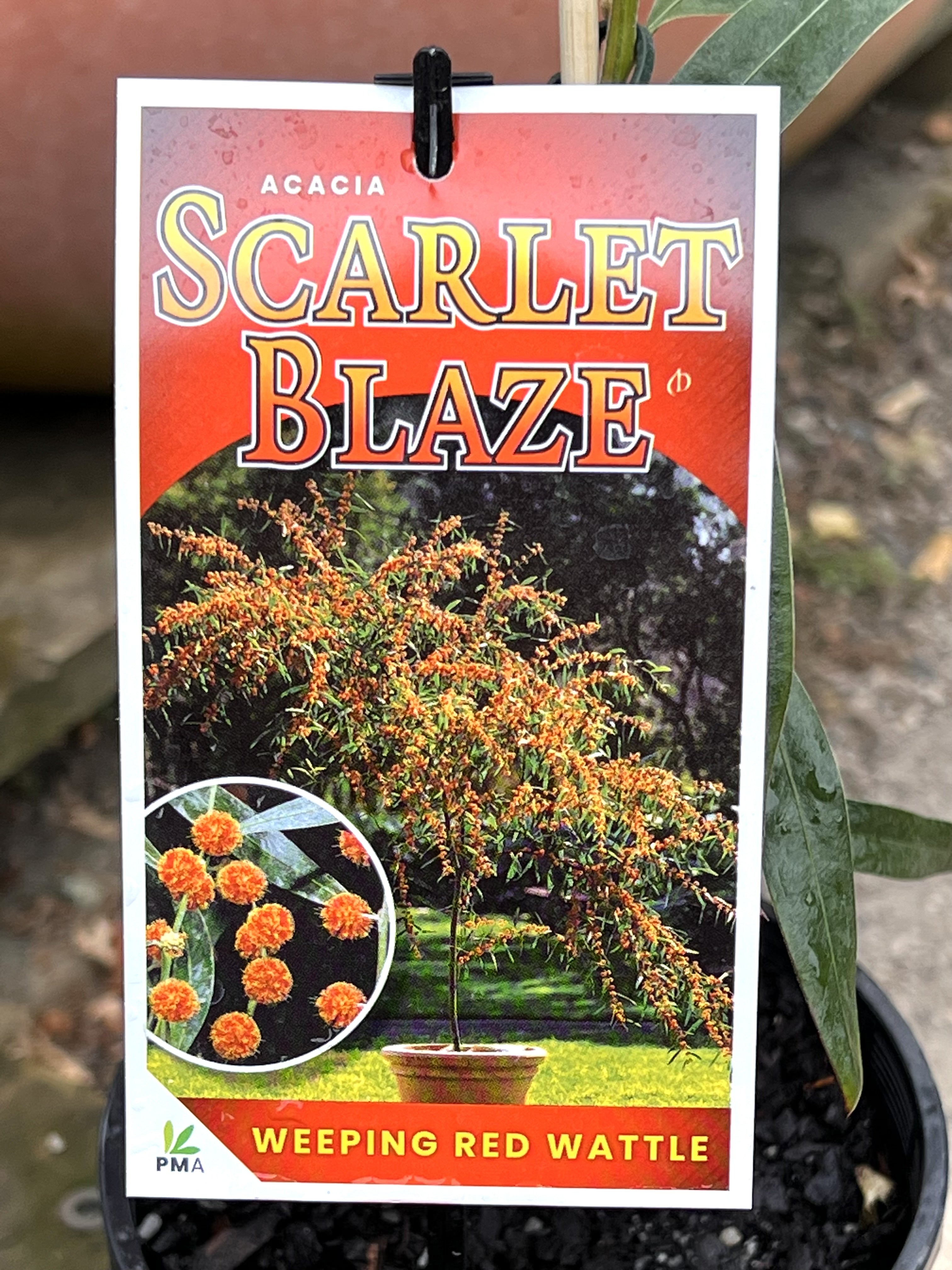 Acacia leprosa 'Scarlet Blaze'
