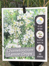 Load image into Gallery viewer, Chamelaucium &#39;Lemon Drops&#39;
