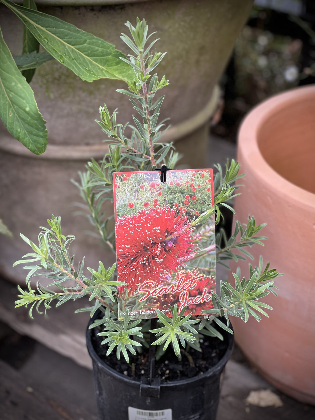 Kunzea baxteri nana 'Scarlet Jack'