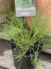 Load image into Gallery viewer, Casuarina glauca &#39;Greenwave&#39;
