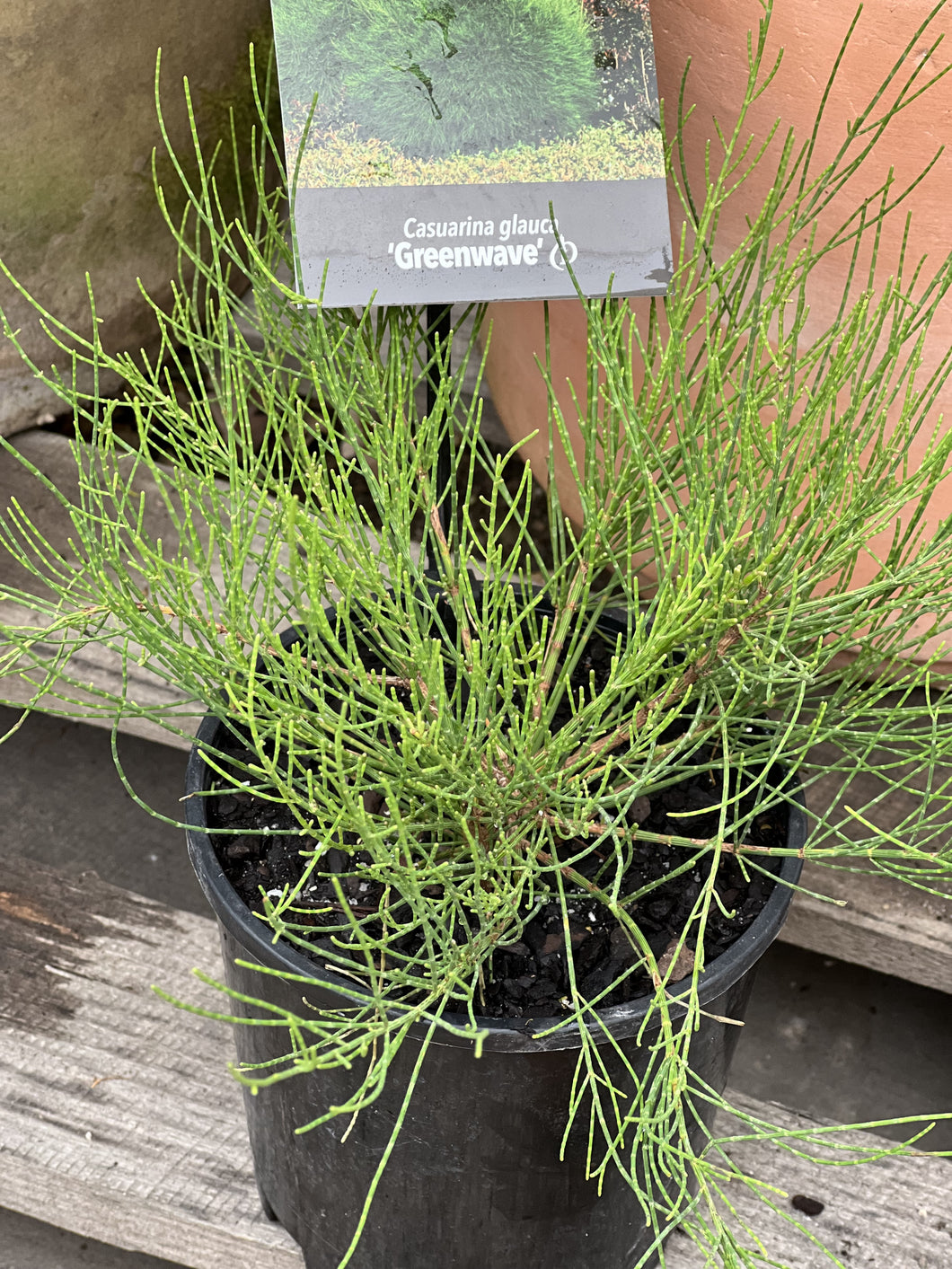Casuarina glauca 'Greenwave'