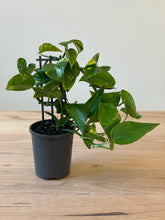 Load image into Gallery viewer, Epipremnum aureum &#39;Devil&#39;s Ivy&#39;
