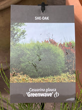 Load image into Gallery viewer, Casuarina glauca &#39;Greenwave&#39;
