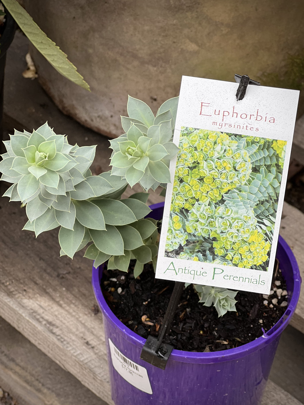 Euphorbia myrsinites