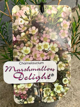 Load image into Gallery viewer, Chamelaucium 'Marshmallow Delight'

