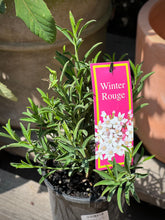 Load image into Gallery viewer, Philotheca &#39;Winter Rouge&#39;
