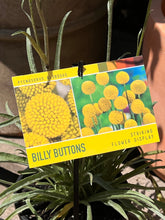 Load image into Gallery viewer, Pycnosorus globosus - Billy Buttons
