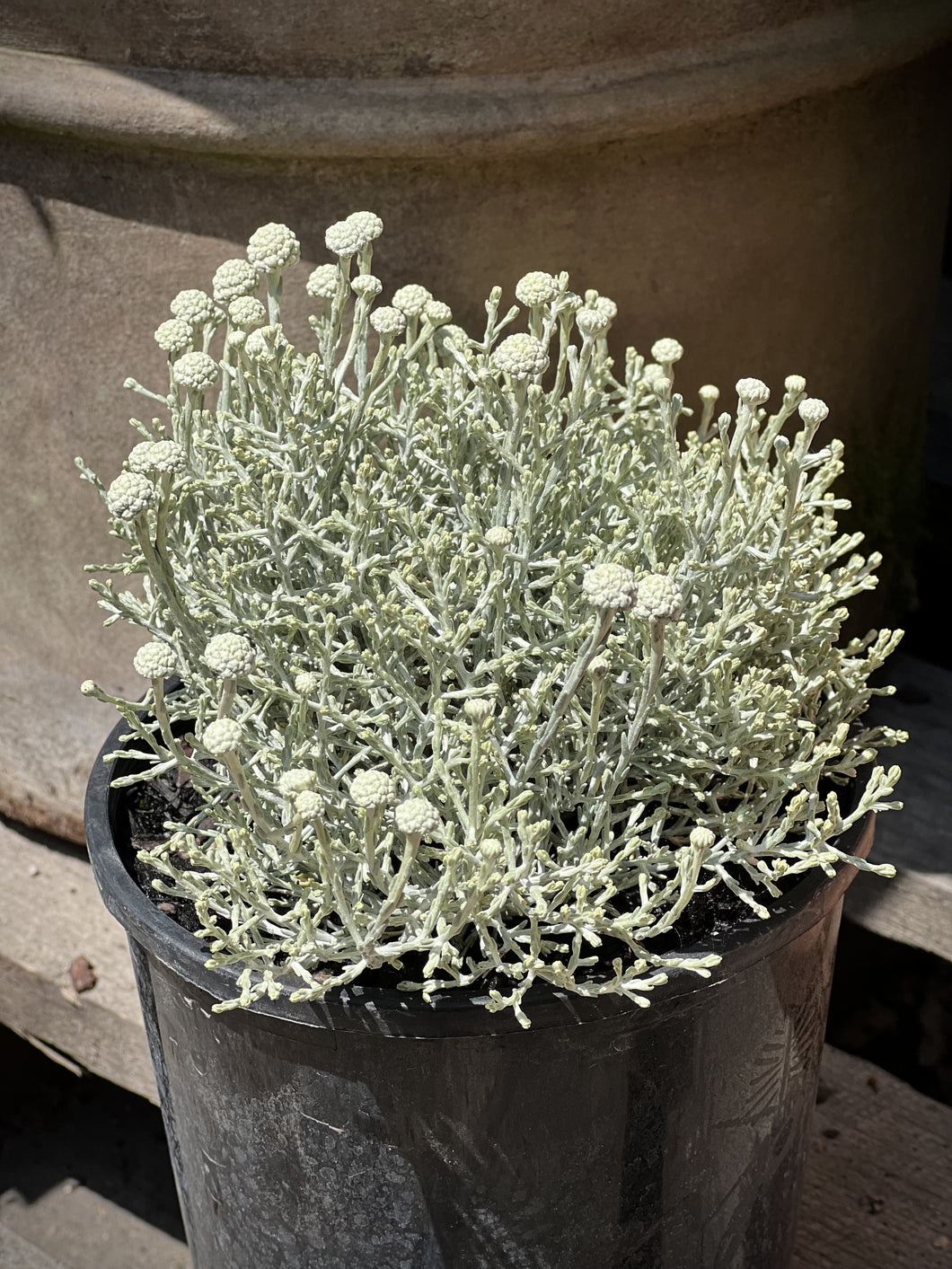 Leucophyta brownii nana 'Silver Nugget'