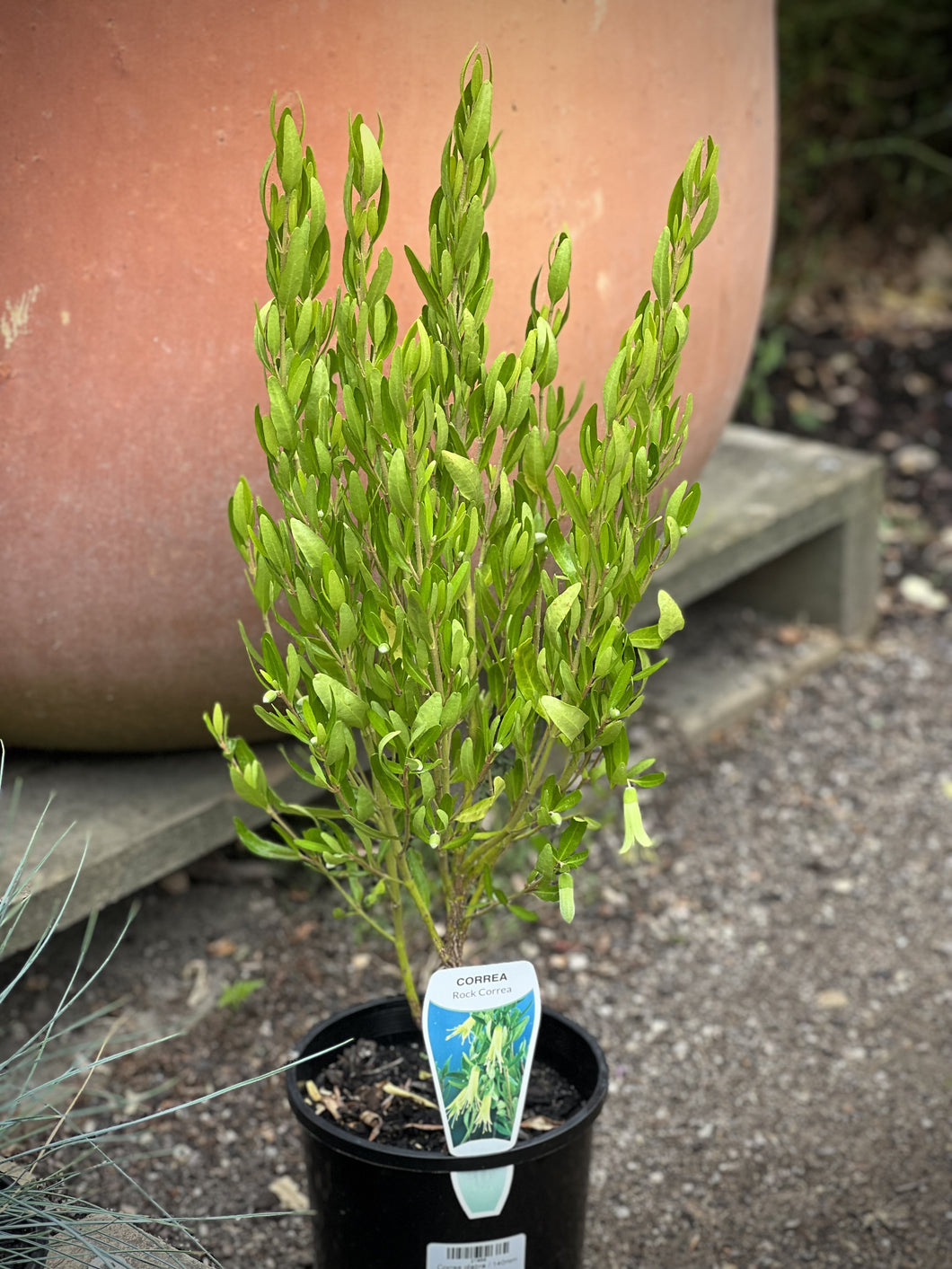Correa glabra