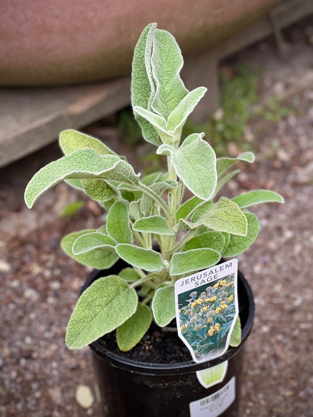 Phlomis fruticosa