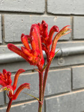 Load image into Gallery viewer, Anigozanthos &#39;Bush Blitz&#39;
