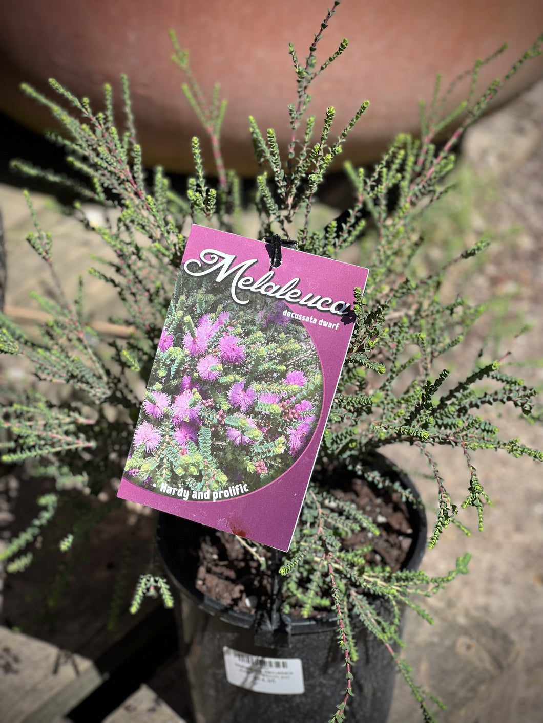 Melaleuca decussata Dwarf