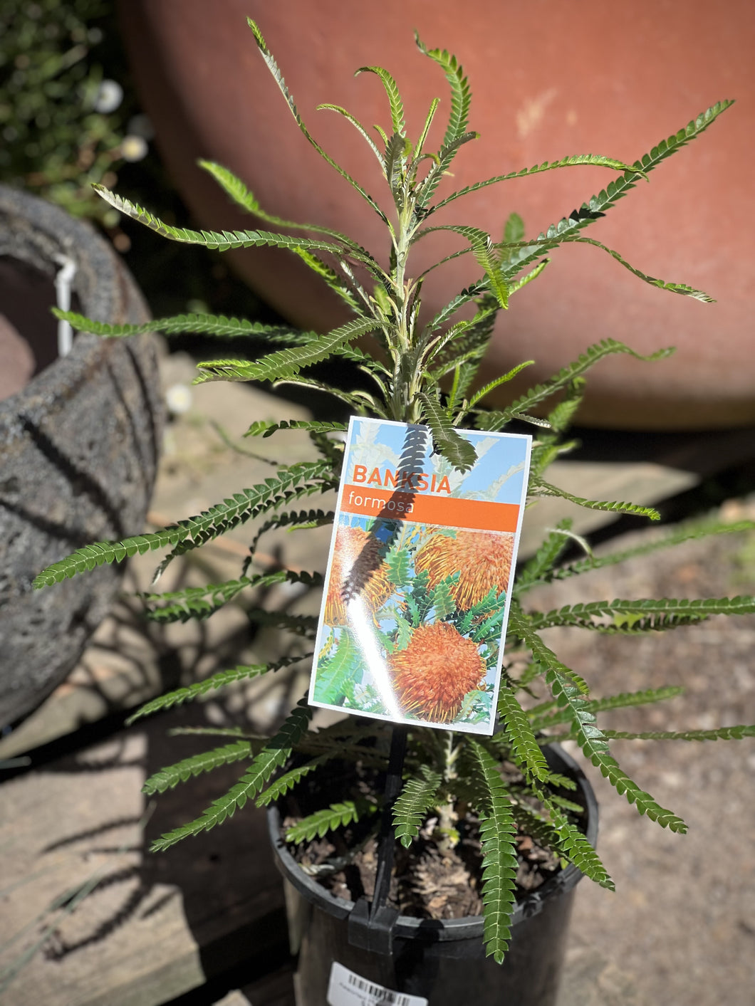 Banksia formosa