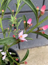 Load image into Gallery viewer, Philotheca &#39;Winter Rouge&#39;
